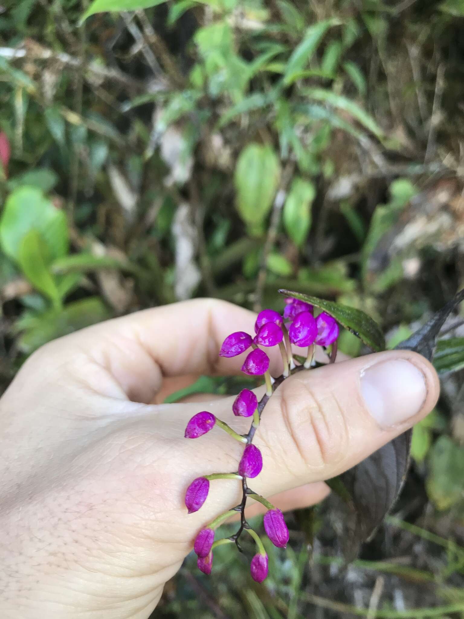 Sertifera purpurea Lindl. & Rchb. fil. resmi