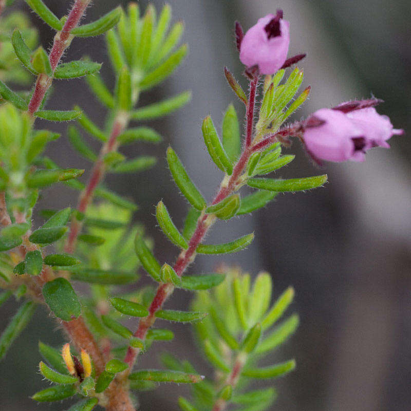 Image of Erica pubescens var. pubescens