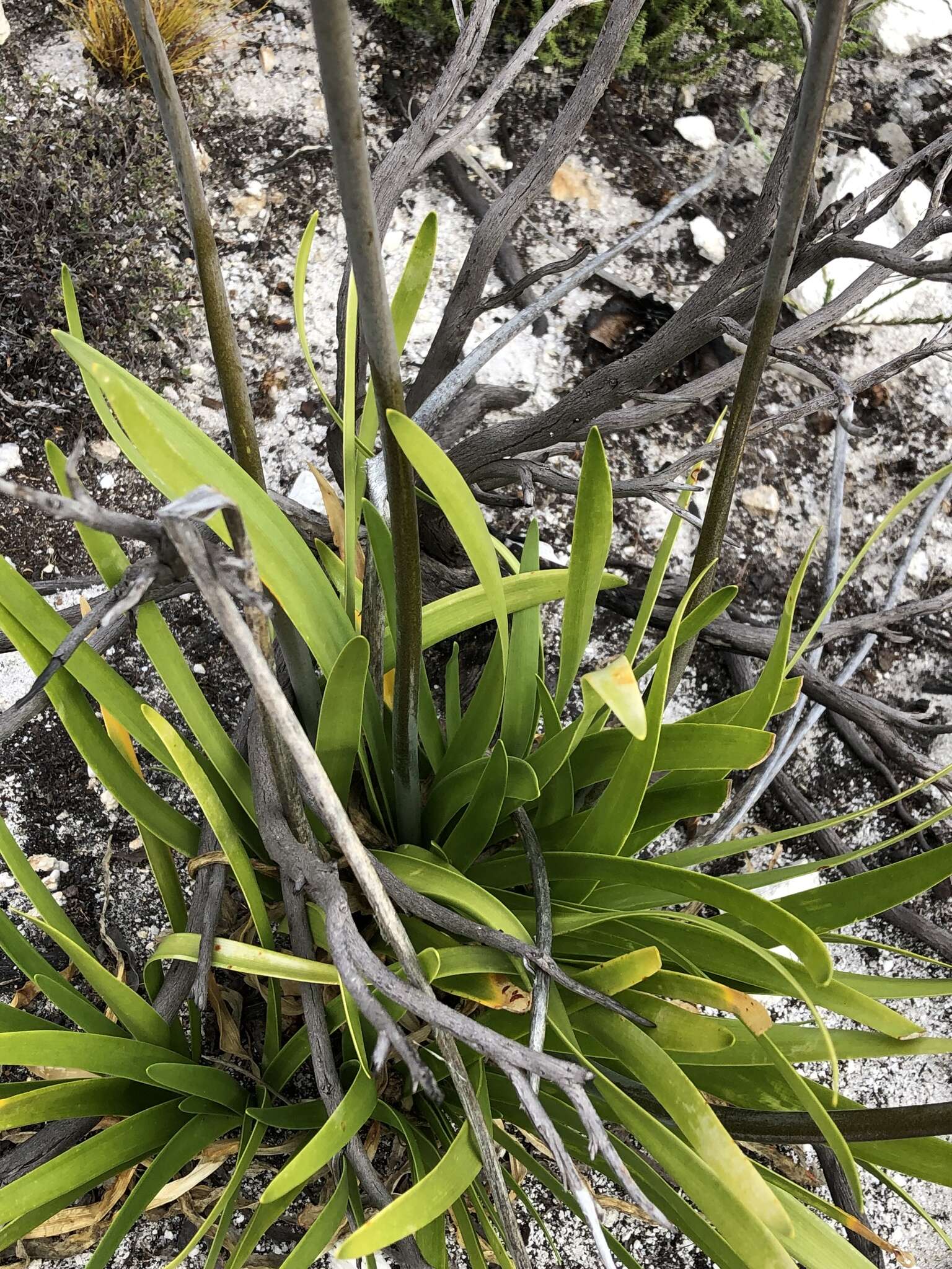 صورة Agapanthus walshii L. Bolus