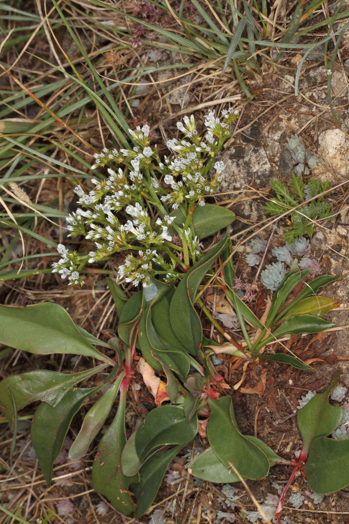 Image of <i>Dipchasphecia lanipes</i>