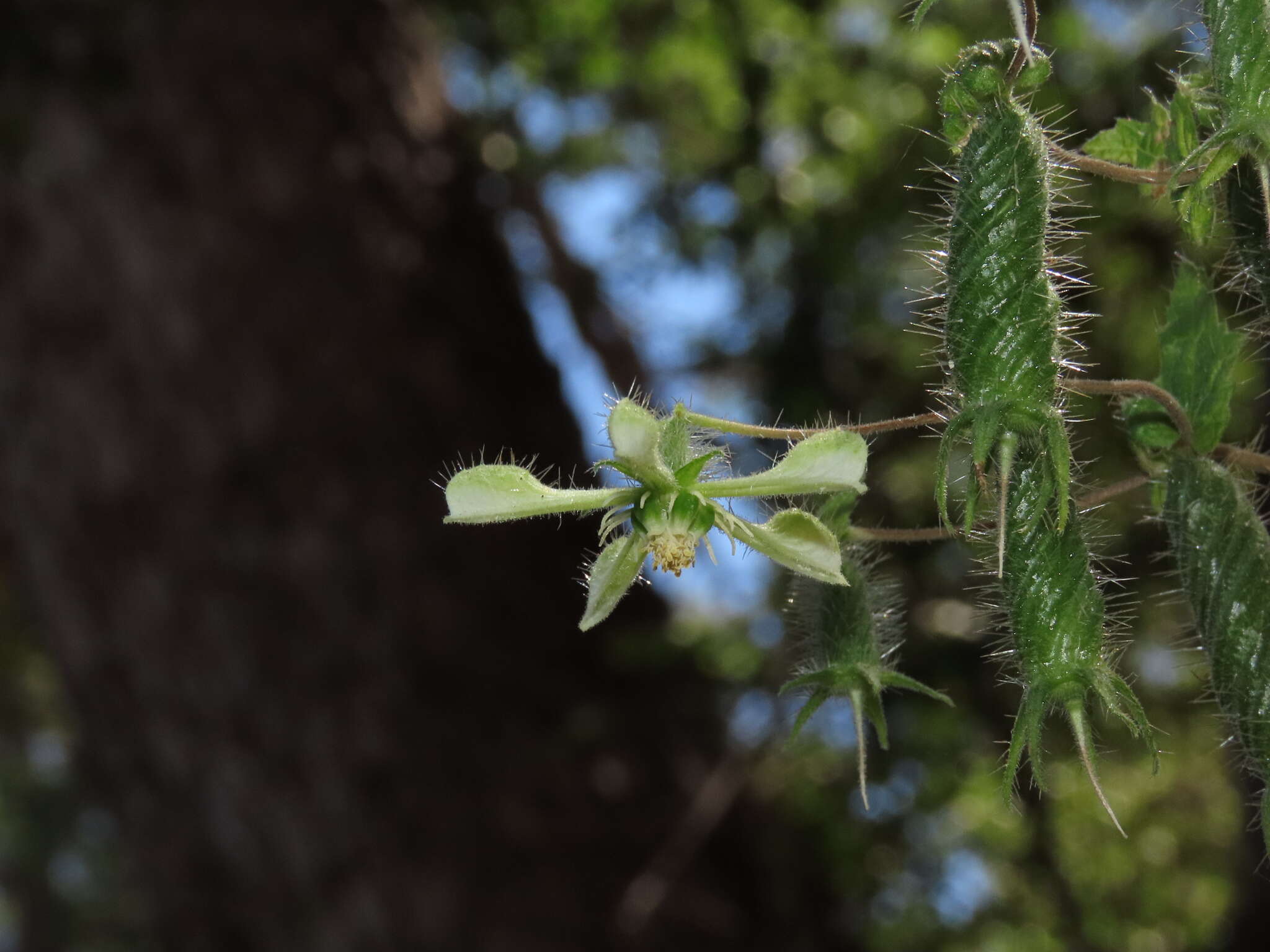 Image of Blumenbachia silvestris Poepp.