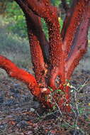 Sivun Arctostaphylos manzanita subsp. wieslanderi P. V. Wells kuva