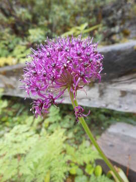 Image of Allium wallichii Kunth