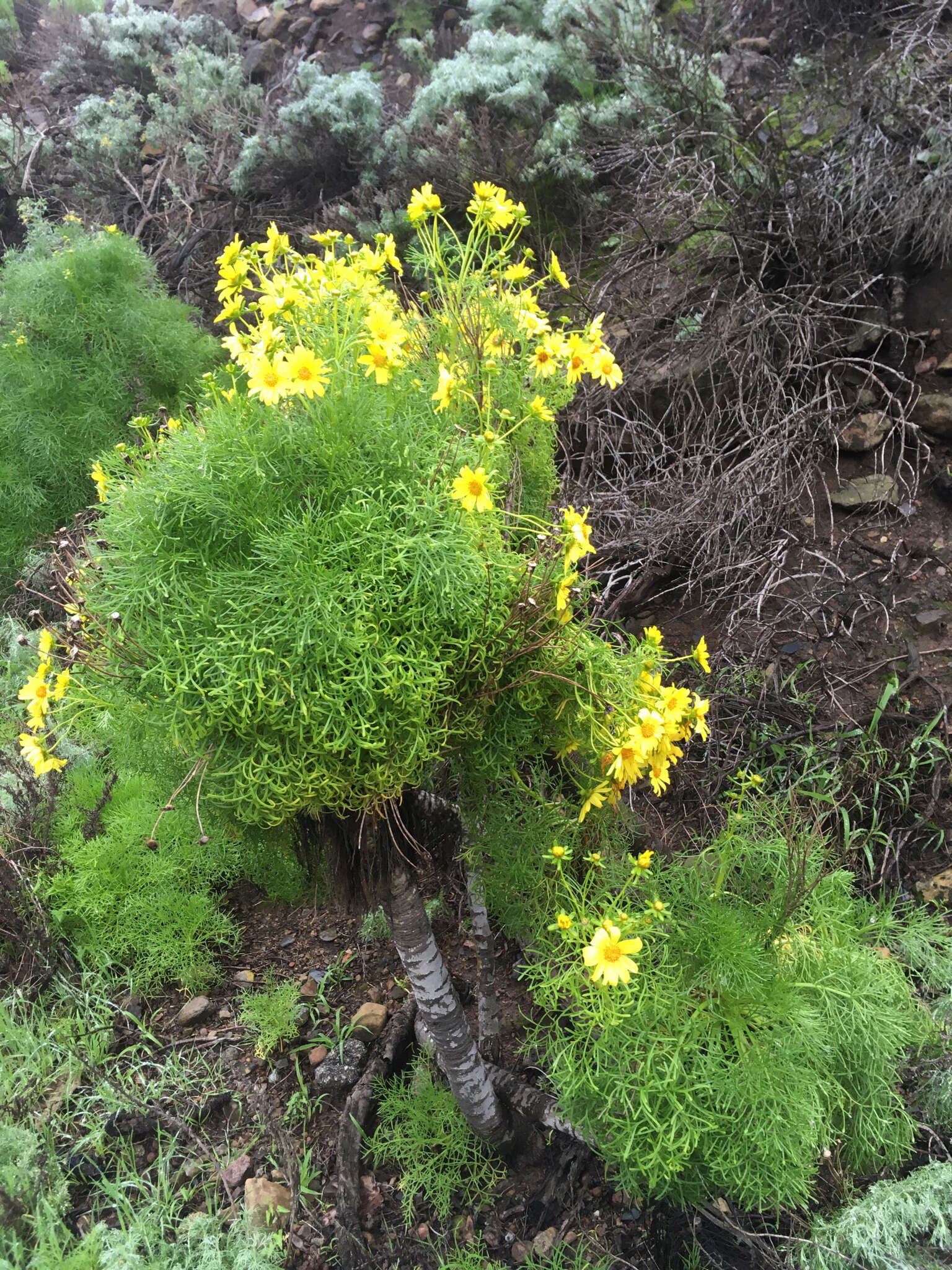 Image de Coreopsis gigantea (Kellogg) Hall