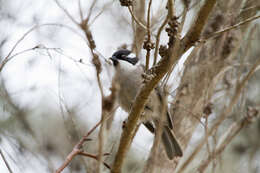 Image of Strong-billed Honeyeater