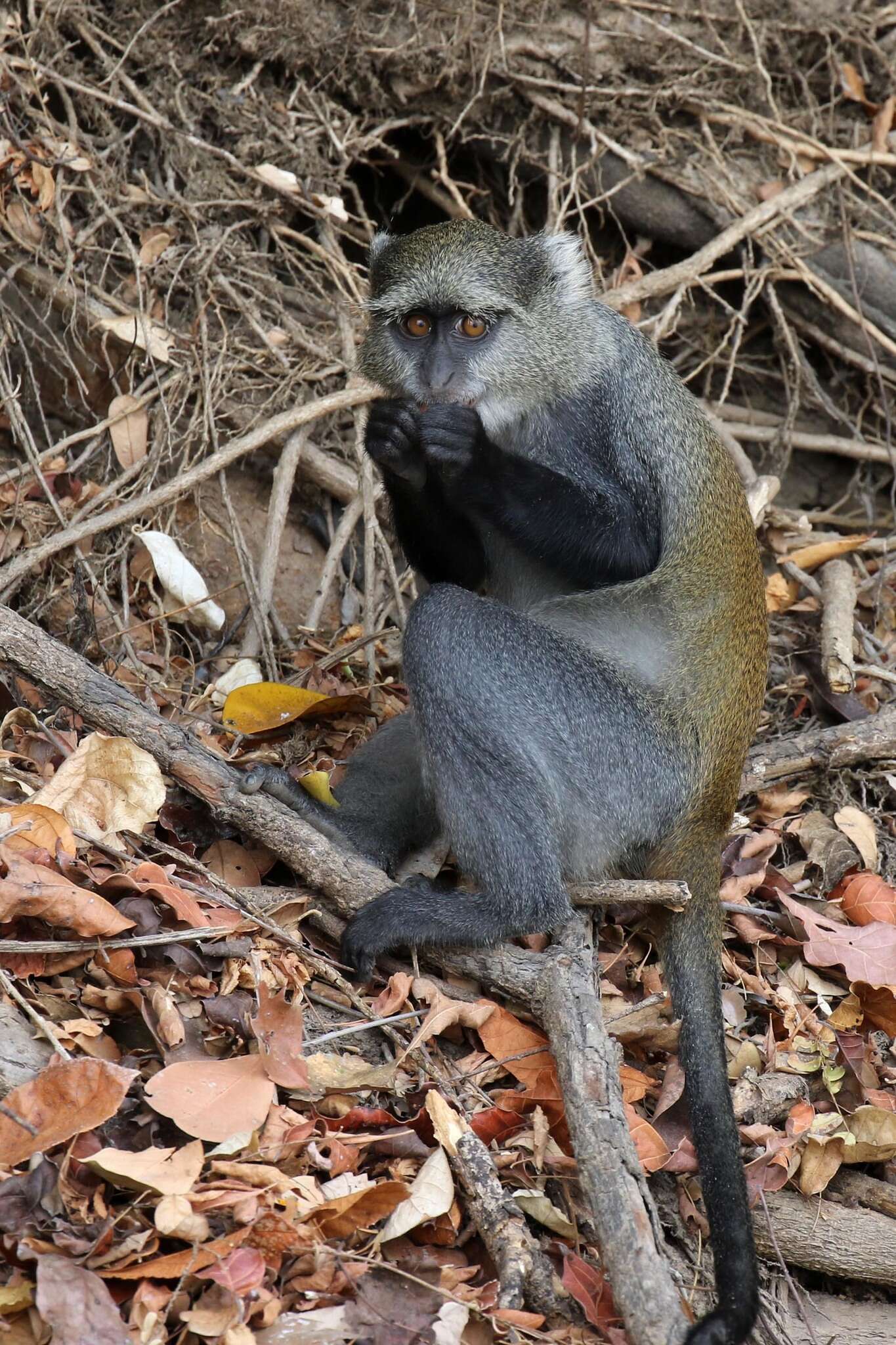 Imagem de Cercopithecus mitis monoides I. Geoffroy Saint-Hilaire 1841