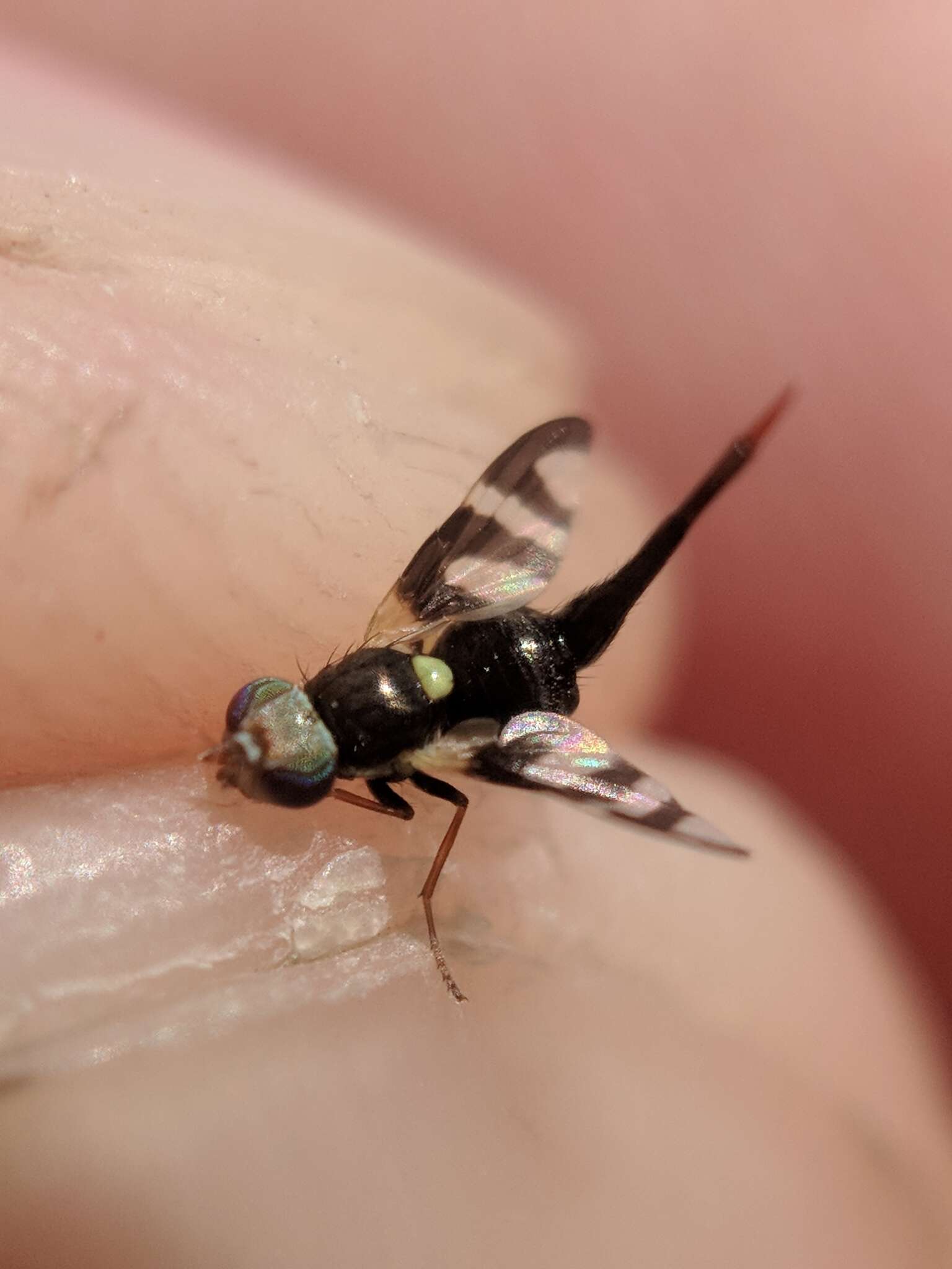 Image of Four-barred Knapweed Gall Fly