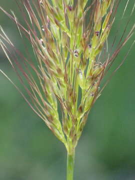 Image of plumegrass