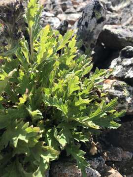 Image of alpine phacelia