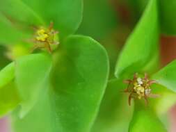 Image of Euphorbia peplus var. peplus