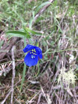 Imagem de Commelina tuberosa L.