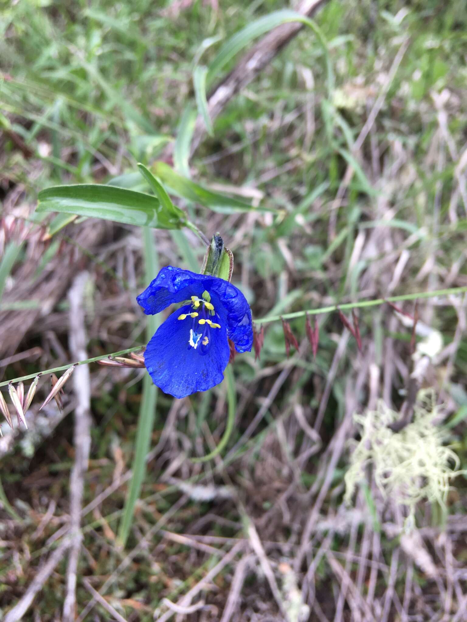 Image of commelina