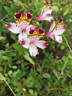 Image of Alstroemeria pulchra Sims