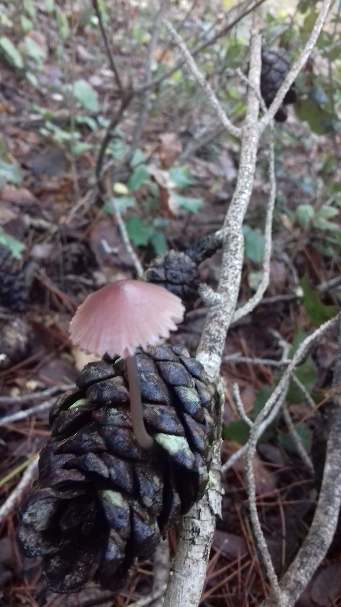 Image of Mycena seynii Quél. 1877