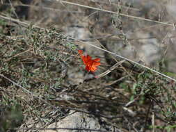 Epilobium canum subsp. canum的圖片