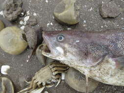 Image of Brazilian codling