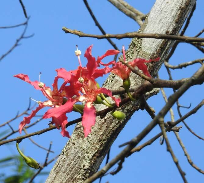 Image of Ceiba lupuna P. E. Gibbs & Semir