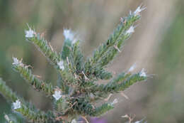 Image of Italian viper's bugloss