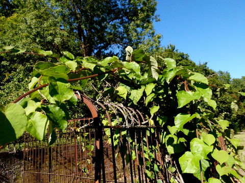Image of kiwifruit