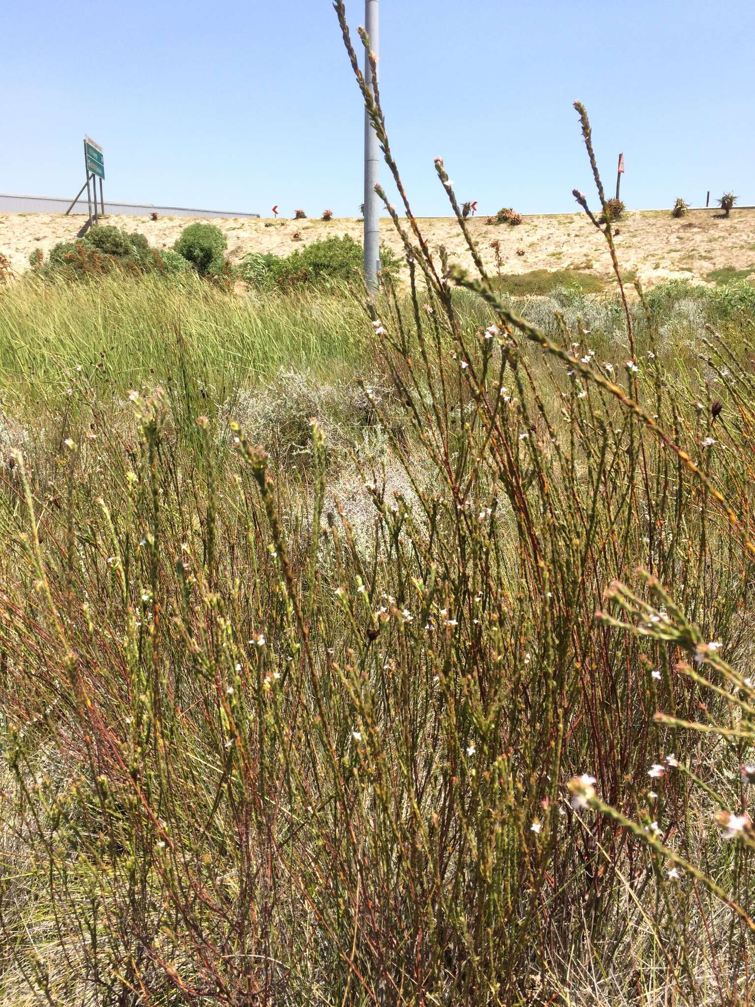 Image of Gnidia spicata (L. fil.) Gilg