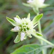 Image of clustered bushmint