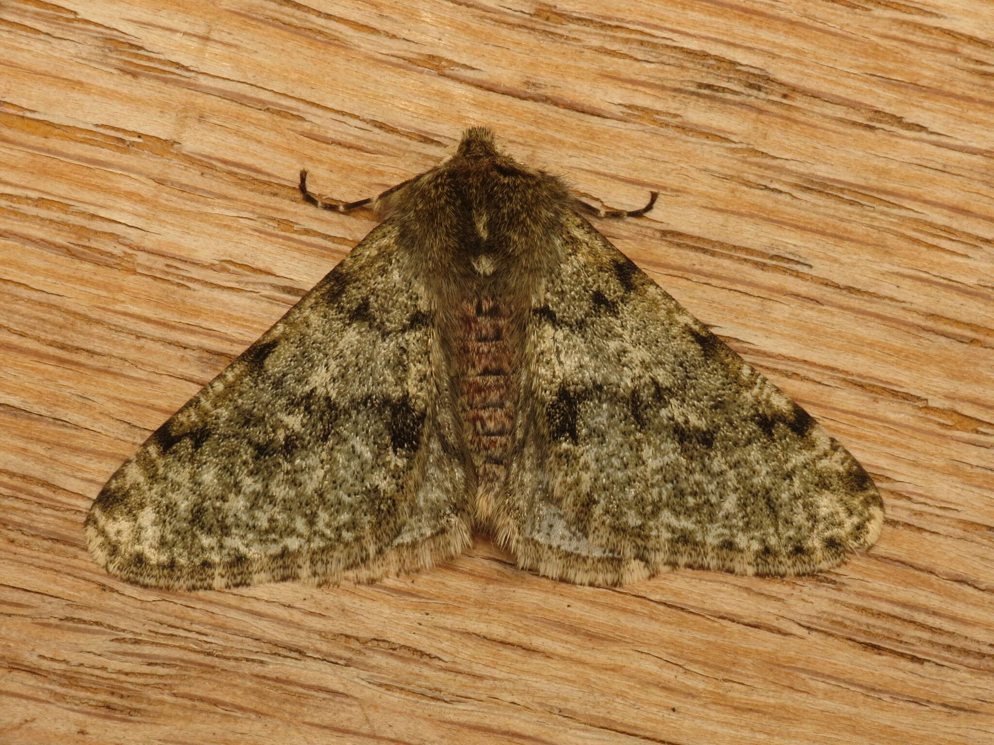 Image of pale brindled beauty