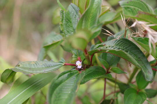 Image of Tristemma mauritianum J. F. Gmel.