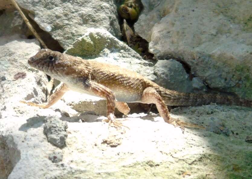 Image of Nelson's Spiny Lizard