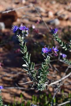 Image of Lobostemon echioides Lehm.