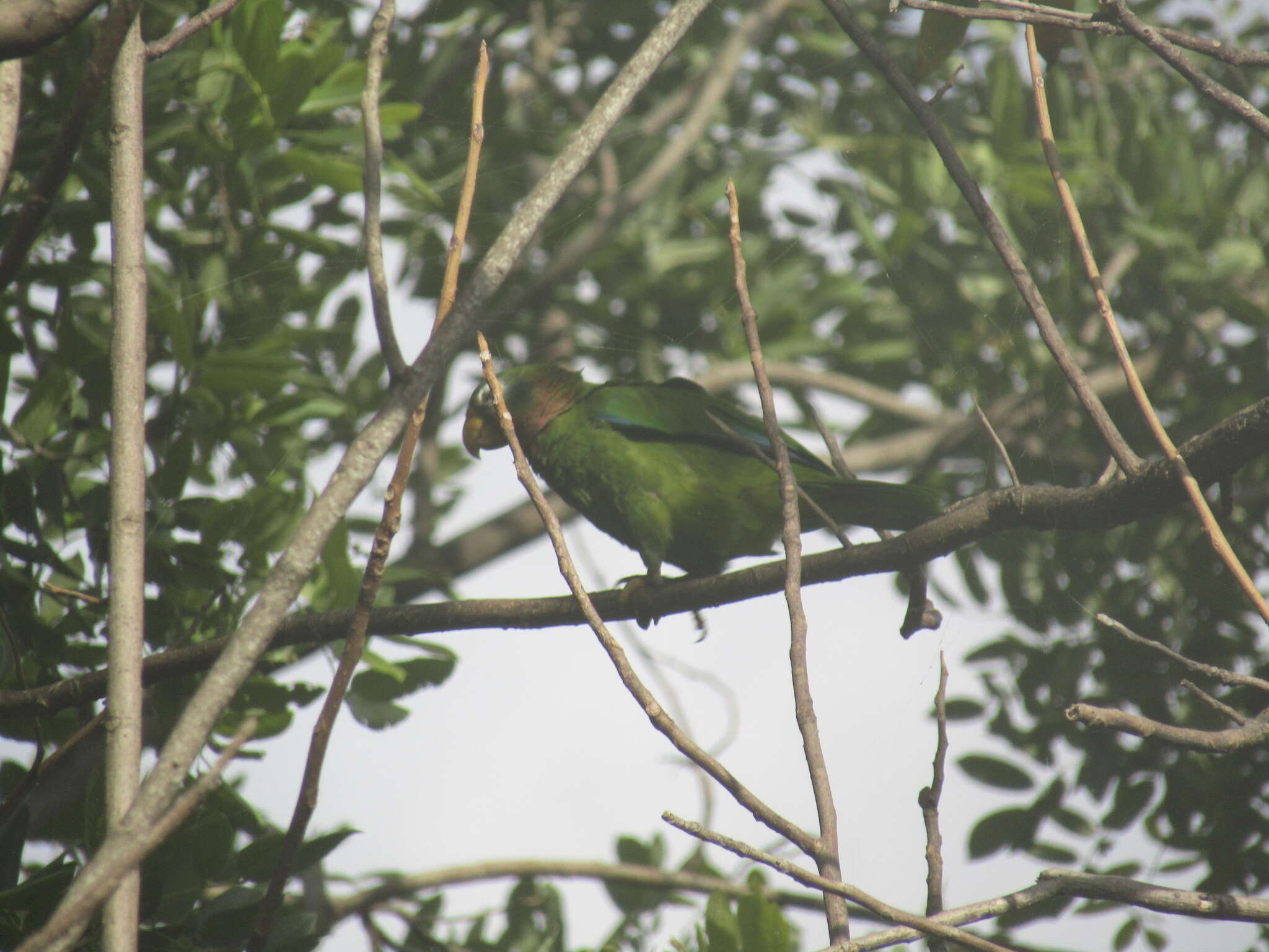 Image of Yellow-billed Amazon