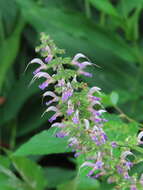 Imagem de Salvia bowleyana Dunn