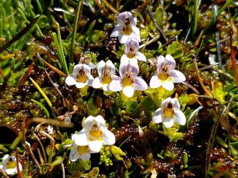 Imagem de Euphrasia dyeri Wettst.