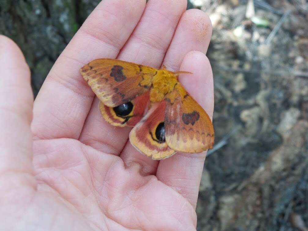 Image of Io Moth