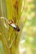 Imagem de Nemophora barbatella Zeller 1847