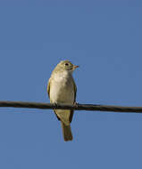 Image of White-crested Elaenia