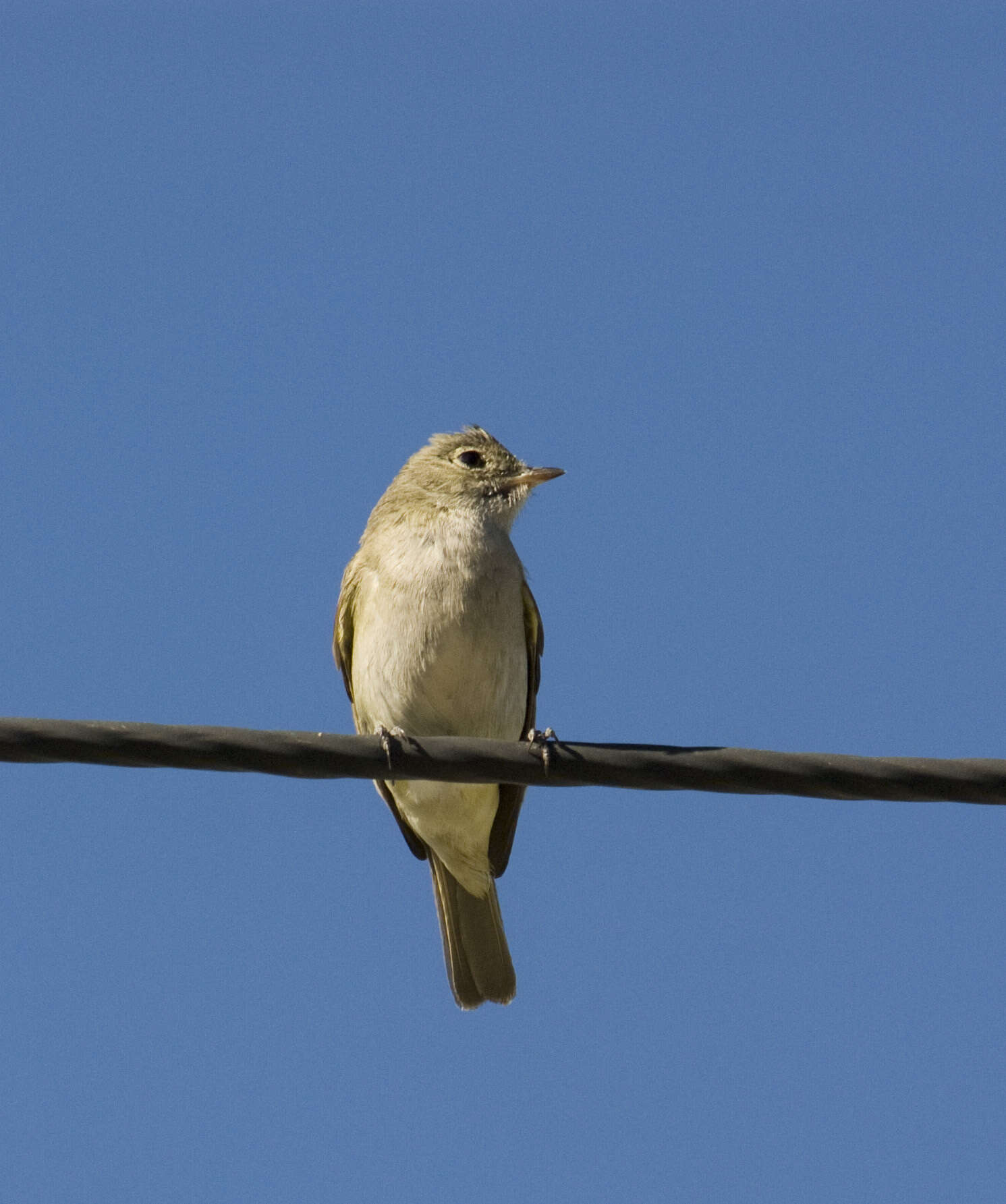 Image of White-crested Elaenia