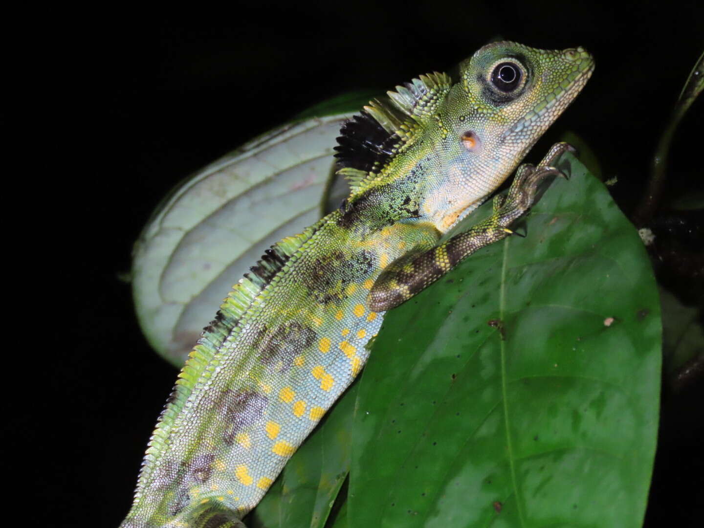 Image of Giant Forest Dragon