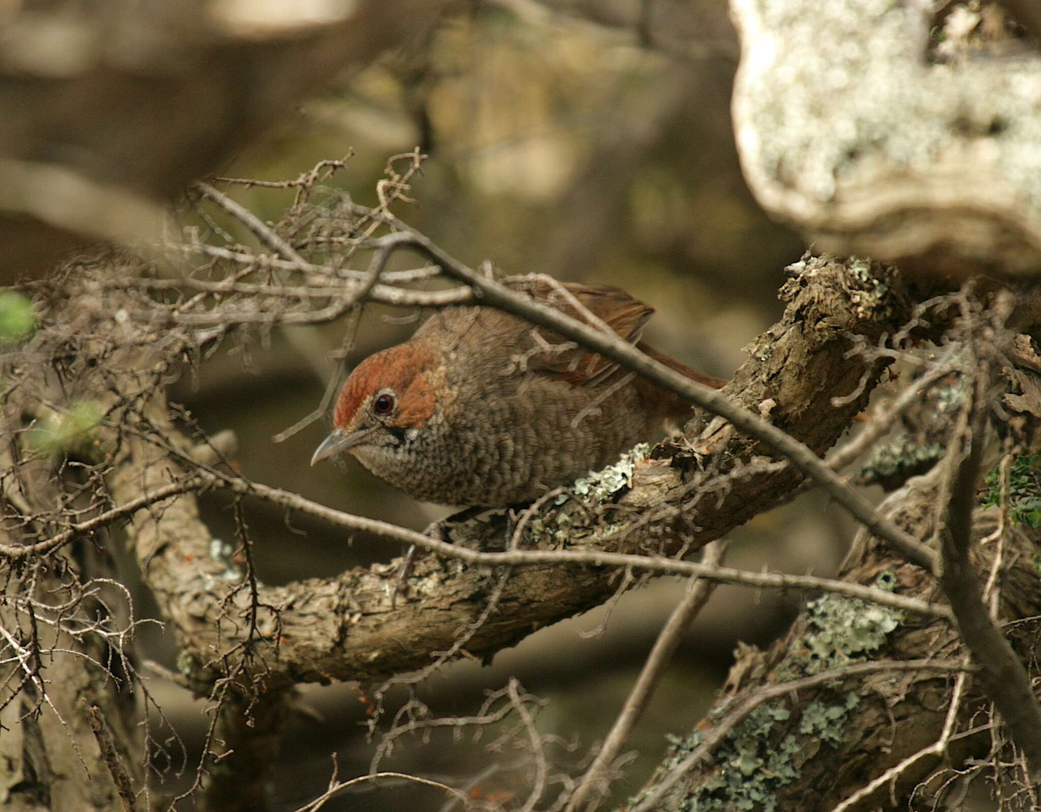 صورة Dasyornis broadbenti (McCoy 1867)