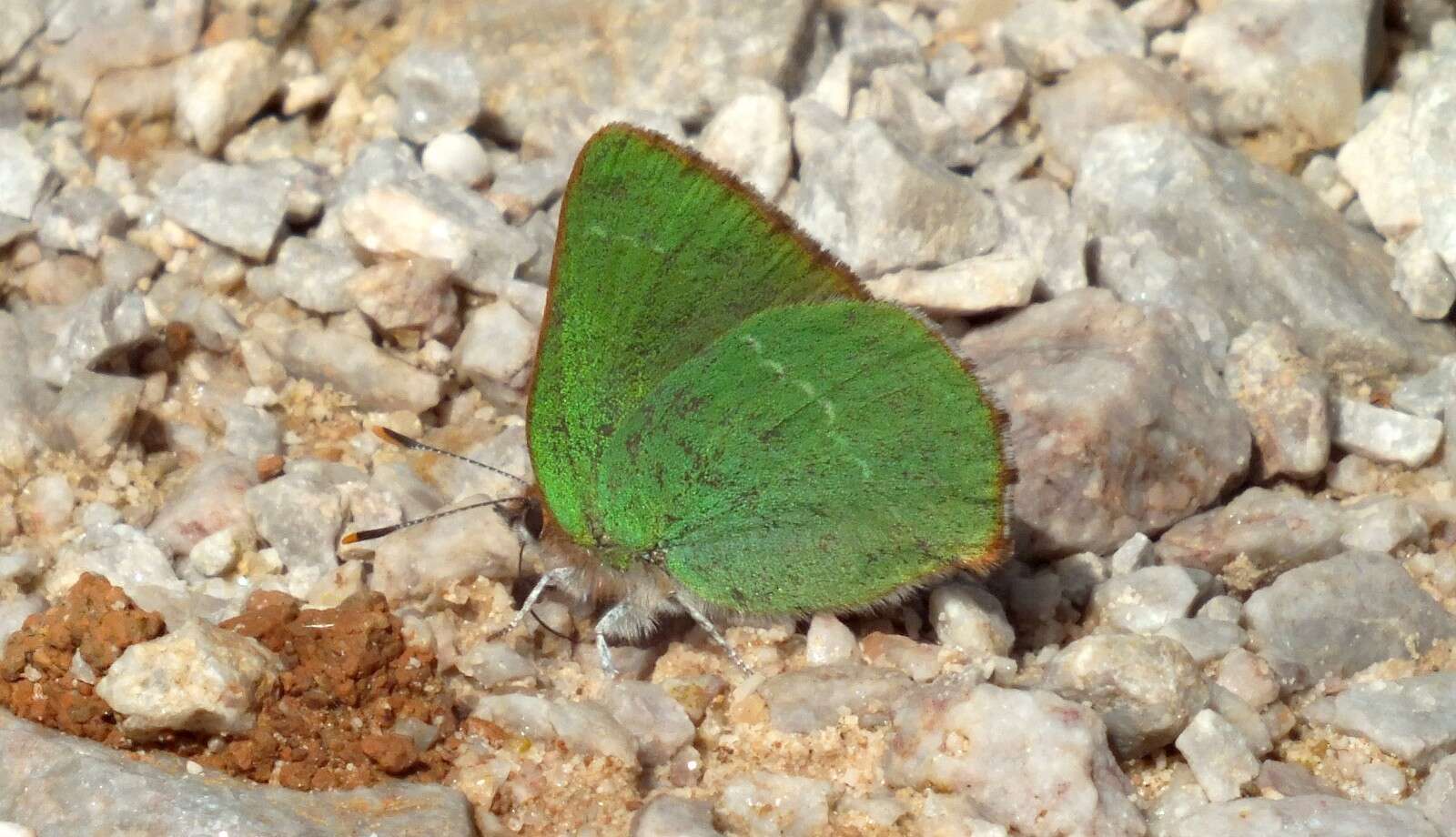 Plancia ëd Callophrys avis Chapman 1909