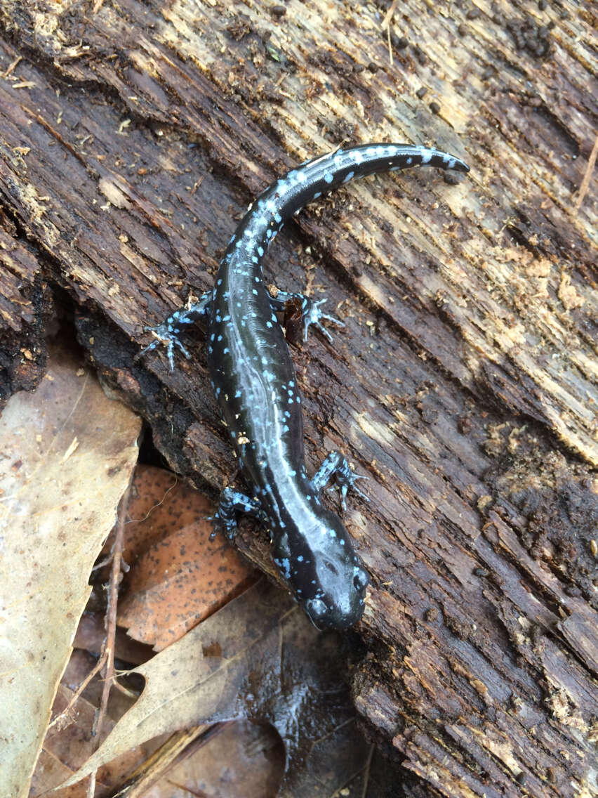 صورة Ambystoma laterale Hallowell 1856