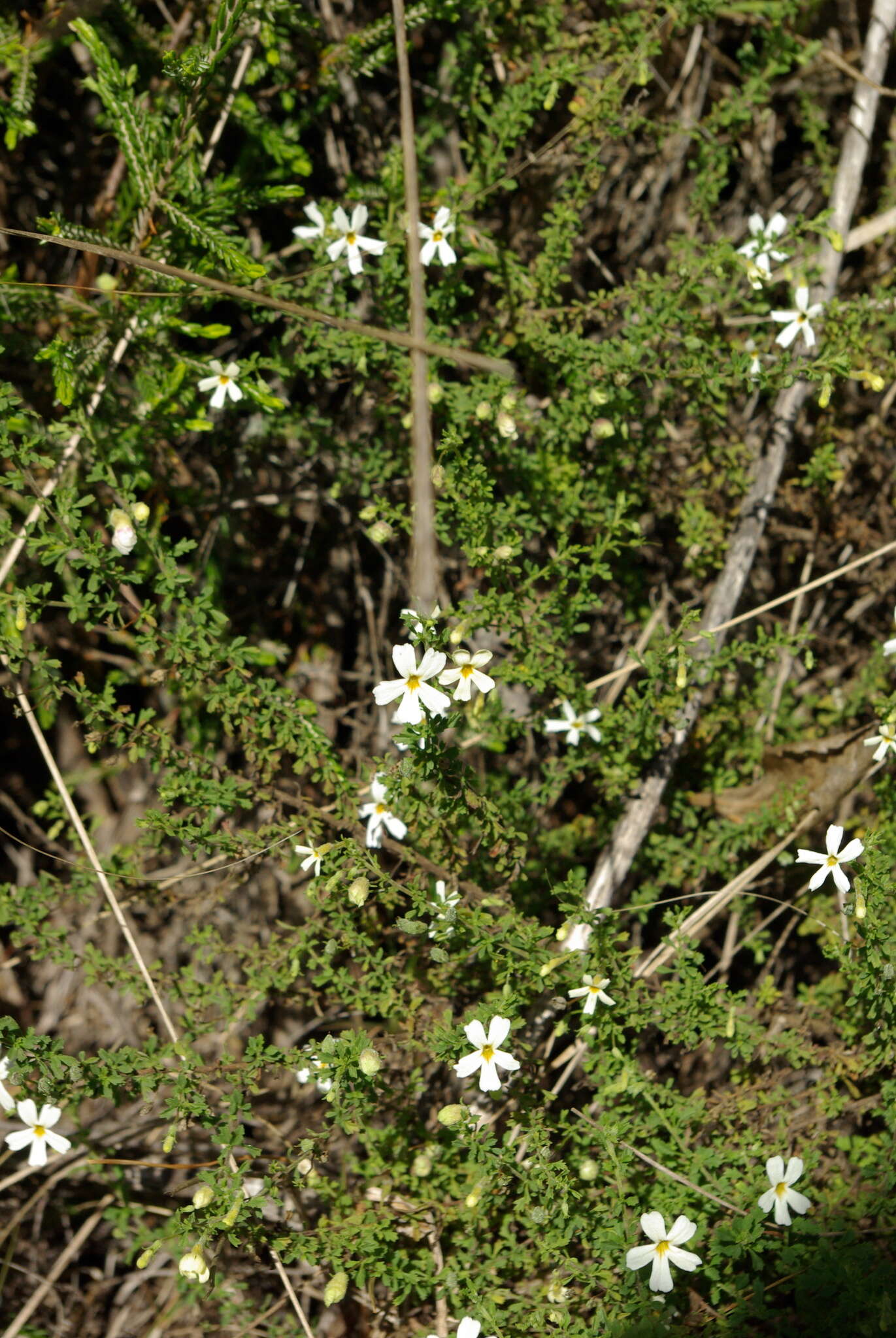 Image of Jamesbrittenia argentea (L. fil.) O. M. Hilliard