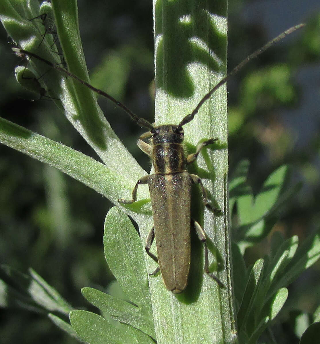 Слика од Phytoecia nigricornis (Fabricius 1782)