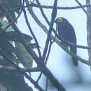 Image of Arfak Honeyeater