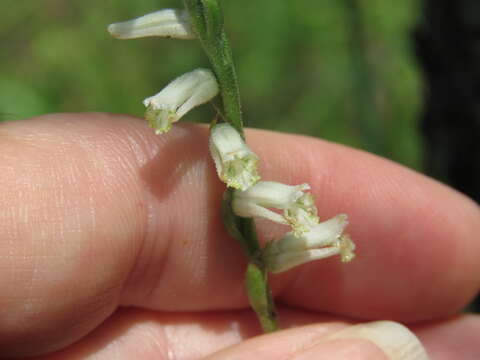 Image of Green-Vein Ladies'-Tresses