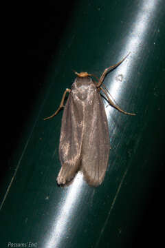 Image of Lesser Wax Moth