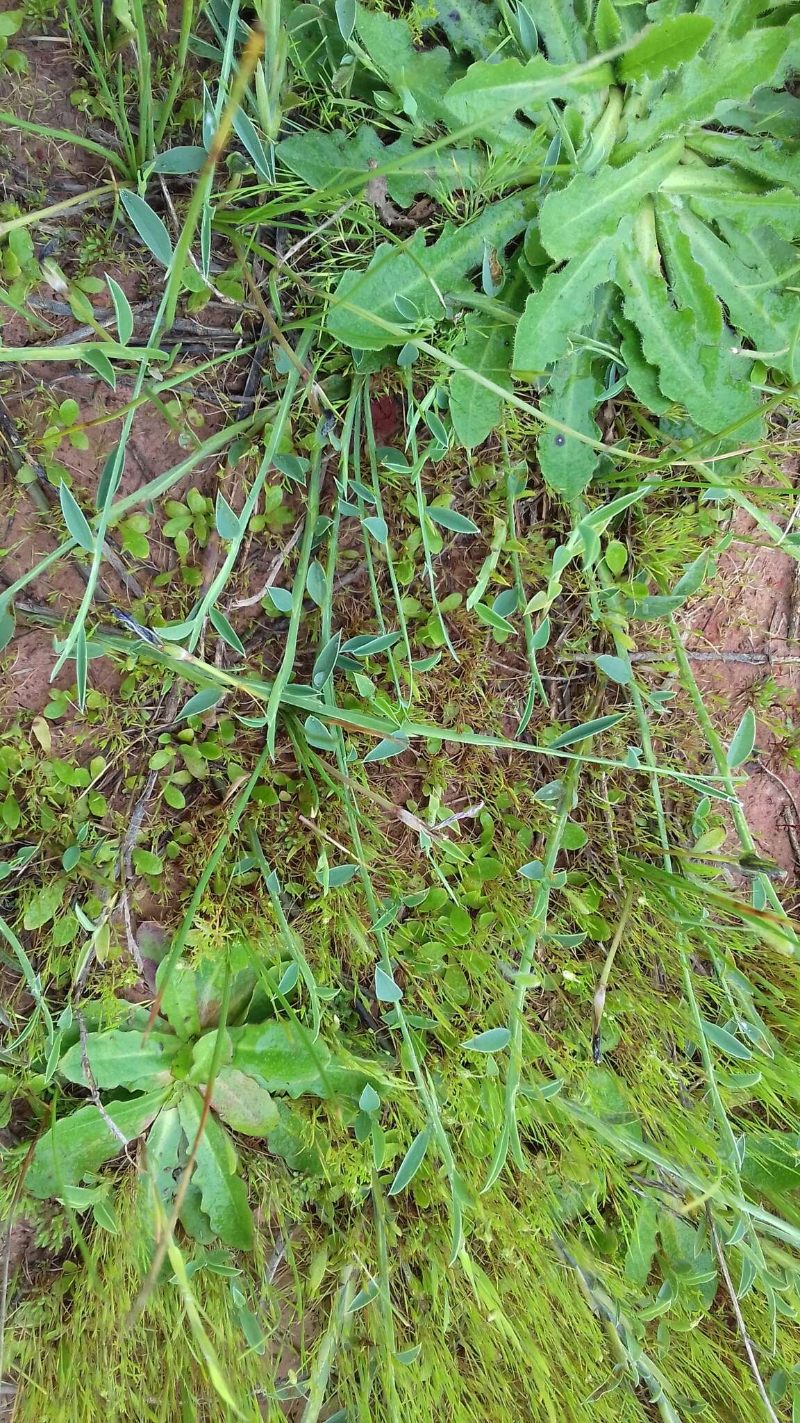 Image of Psoralea alata (Thunb.) T. M. Salter