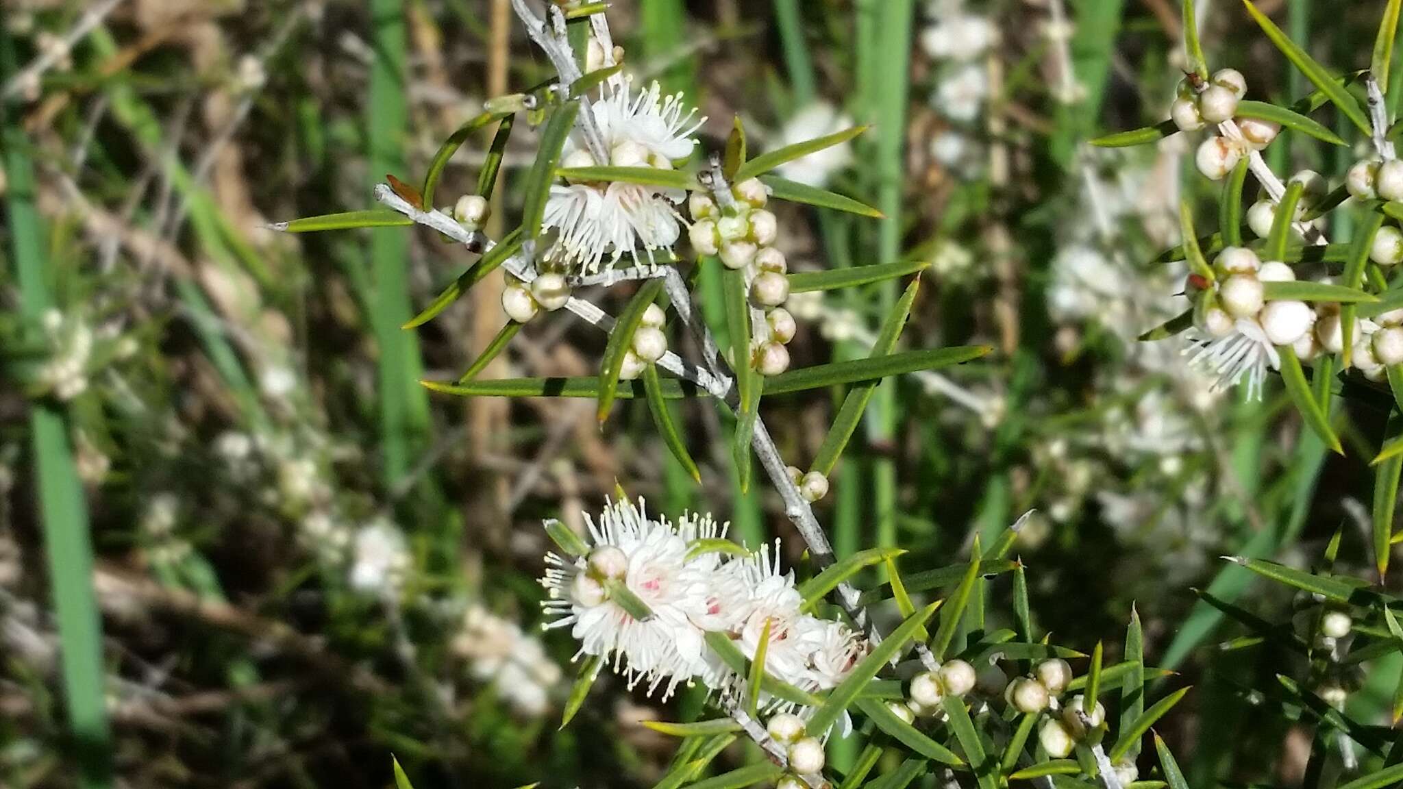 Hypocalymma angustifolium Schau. resmi