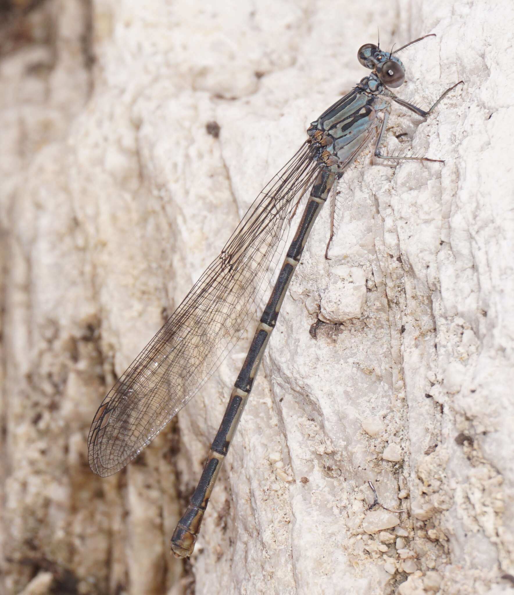 Image of Sooty Dancer