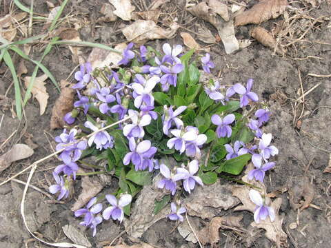 Image of Viola ambigua Waldst. & Kit.