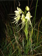 Image of Habenaria gourlieana Gillies ex Lindl.